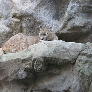 Cougar/Mountain Lion/Puma