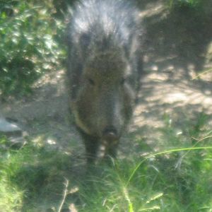 Chacoan Peccary