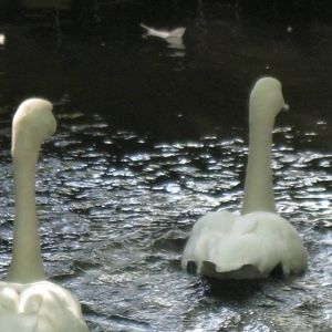 New England Farmyard- Whistling Swans