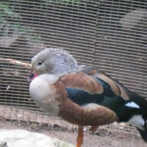 South American Rainforest- Orinoco Geese