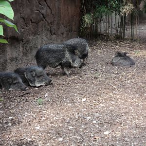 Chacoan Peccary