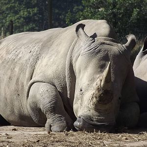 Southern White Rhino at Knowsley Safari Park 08/09/12