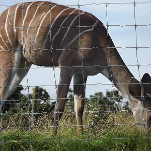 Lesser Kudu at Knowsley Safari Park 08/09/12