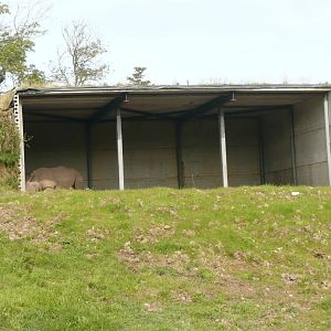 White rhinos in day shelter .