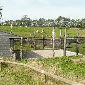 Scimitar-horned oryx stable and yard