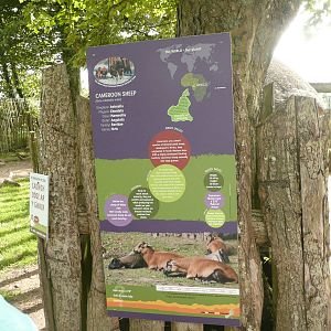 Cameroon sheep information board