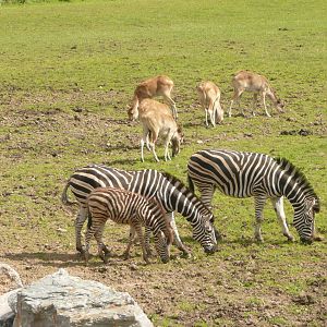 Chapman's zebra and Nile lechwe