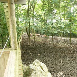 Red river hog paddock