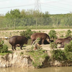 Brazilian tapirs and capybara on island
