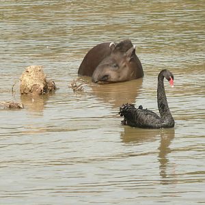 Tapir and black swan in lake