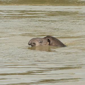 Tapir swimming