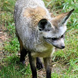 Bat-eared fox (East African form); Plzen; 2nd September 2012