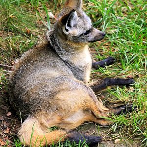 Bat-eared fox (East African form); Plzen; 2nd September 2012