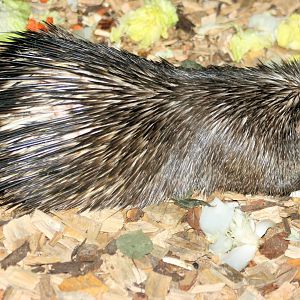 Philippine porcupine; Plzen; 1st September 2012
