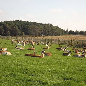 Kafue Flats Lechwe at Knowsley Safari Park 08/09/12