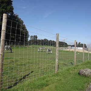 Zebra exhibit at Knowsley Safari Park 08/09/12