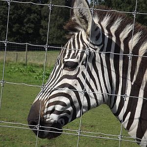 Burchell's Zebra at Knowsley Safari Park 08/09/12