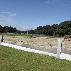 Elephant exhibit at Knowsley Safari Park 08/09/12