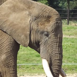 African Elephant at Knowsley Safari Park 08/09/12
