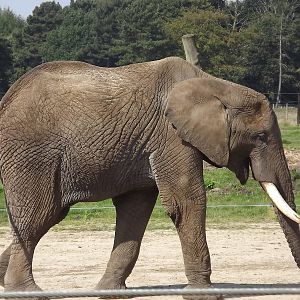 African Elephant at Knowsley Safari Park 08/09/12