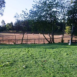 Safari Camp at Dvur Kralove, 28/08/12