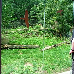 Lion Paddock Viewing at Dvur Kralove, 27/08/12
