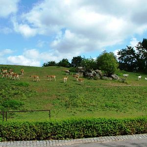 Antelope Paddock at Dvur Kralove, 27/08/12