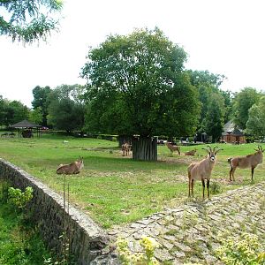 Antelope Paddock at Dvur Kralove, 27/08/12