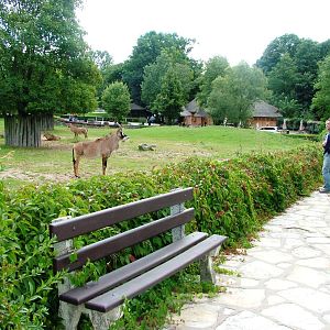 Antelope Paddock at Dvur Kralove, 27/08/12