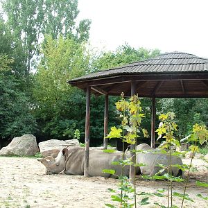 White Rhino Paddock at Dvur Kralove, 27/08/12