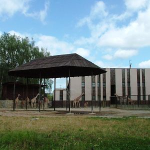 Reticulated Giraffe Paddock at Dvur Kralove, 27/08/12