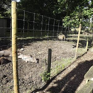 Warthog exhibit at Knowsley Safari Park 08/09/12