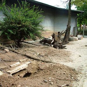 Cape Ground Squirrel Enclosure at Dvur Kralove, 27/08/12