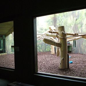 Ape House at Dvur Kralove, 27/08/12