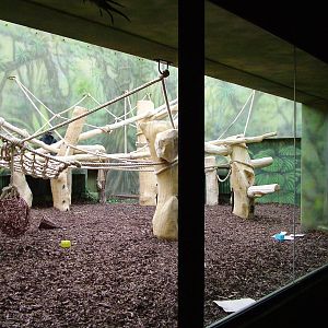 Ape House at Dvur Kralove, 27/08/12