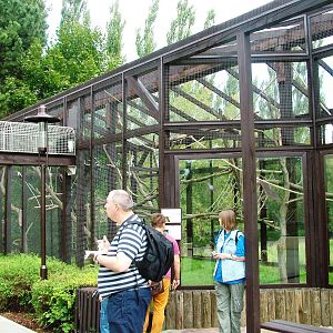 Ape House at Dvur Kralove, 27/08/12