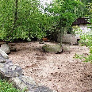 Red River Hog Exhibit at Dvur Kralove, 27/08/12