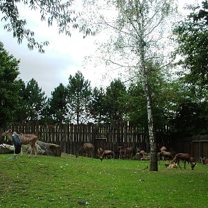 African Paddock at Dvur Kralove, 27/08/12