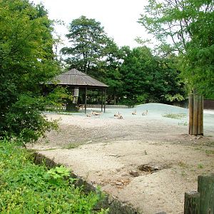 Antelope Paddock at Dvur Kralove, 27/08/12