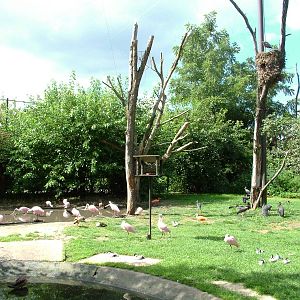 Walk-through Aviary Interior at Dvur Kralove, 27/08/12
