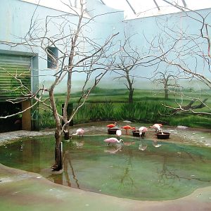 Walk-through Aviary Indoor Quarters at Dvur Kralove, 27/08/12