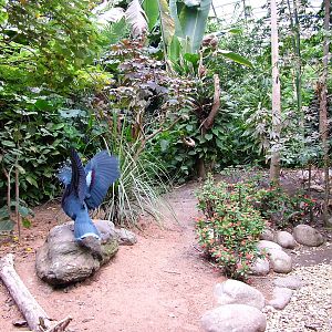 Tropical Bird Free-Flight Exhibit at Dvur Kralove, 27/08/12