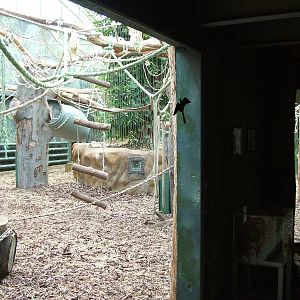 Orang-Utan Indoor Exhibit at Dvur Kralove, 27/08/12