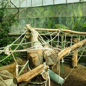Orang-Utan Indoor Exhibit at Dvur Kralove, 27/08/12