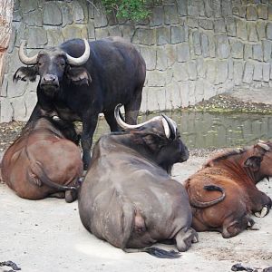 Cape Buffalo at Dvur Kralove, 27/08/12
