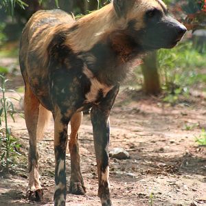 African Wild Dog @ Chester 23.06.2012