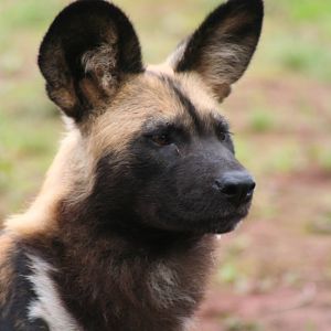 African Wild Dog @ Chester 23.06.2012