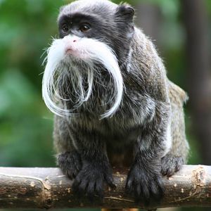 Emperor Tamarin @ Chester 23.06.2012