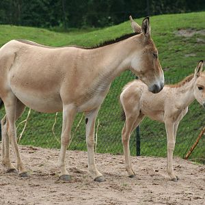 Onager & foal @ Chester 23.06.2012