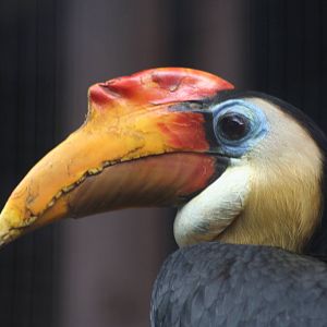 Male Wrinkled Hornbill @ Chester 23.06.2012